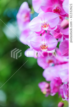 Fresh Light Pink Color Orchid Flowers 61332621