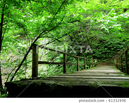 Ancient Forest Aburiki Birin Ancient Forest Aburiki Birin 61332936
