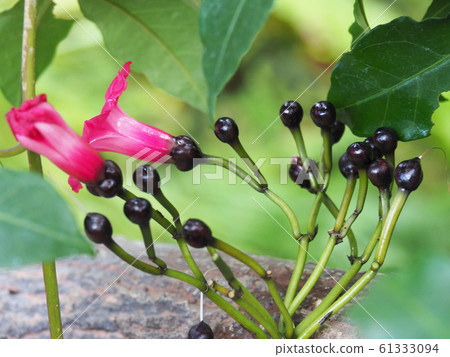 Bud of Hozaki Asagao 61333094