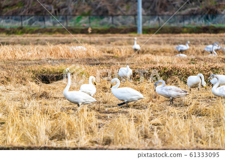 Swan resting its wings Ogawara Town, Miyagi Prefecture Swan resting its wings Ogawara Town, Miyagi Prefecture 61333095