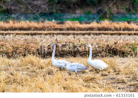 Swan resting its wings Ogawara Town, Miyagi Prefecture Swan resting its wings Ogawara Town, Miyagi Prefecture 61333101