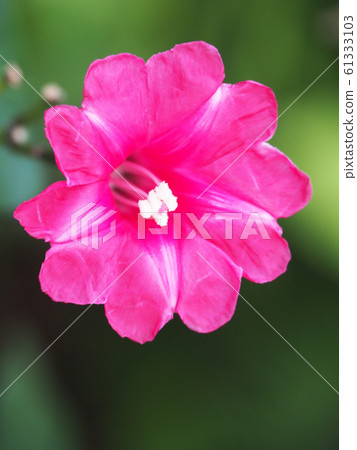 Hosakiaki Morning Glory Flower 61333103