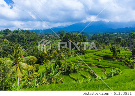 Rice fields - Bali island Indonesia Rice fields - Bali island Indonesia 61333831