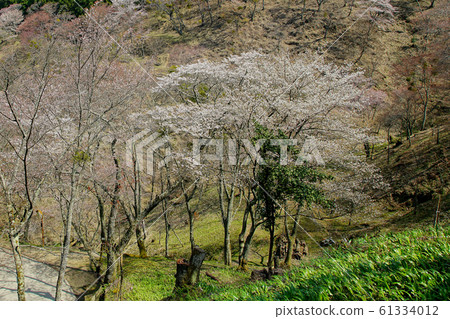 奈良吉野山櫻 奈良吉野山櫻 61334012