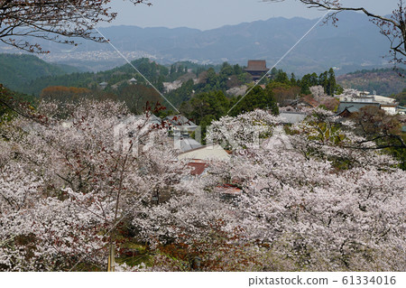 Yoshinoyama Sakura Nara Yoshinoyama Sakura Nara 61334016