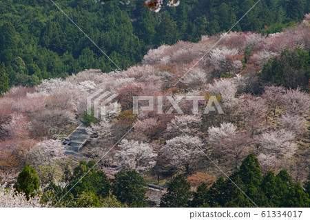 Yoshinoyama Sakura Nara 61334017