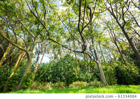 Eucalyptus Eucalyptus 61334084