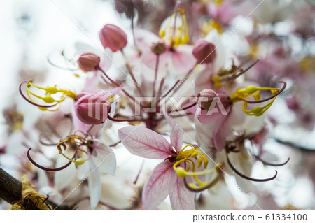 Blossoming cassia 61334100