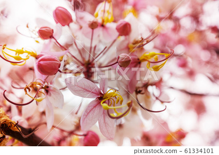 Blossoming cassia Blossoming cassia 61334101