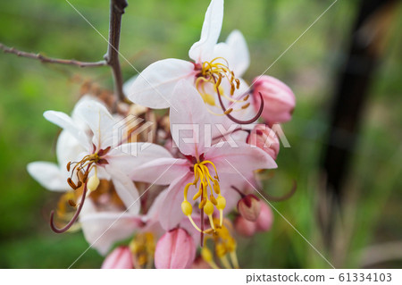 Blossoming cassia 61334103