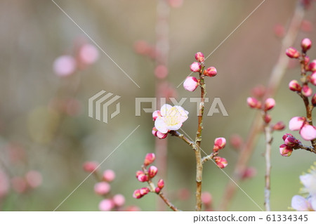 Reiwa plum bloomed Reiwa plum bloomed 61334345