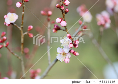 Reiwa plum bloomed Reiwa plum bloomed 61334346