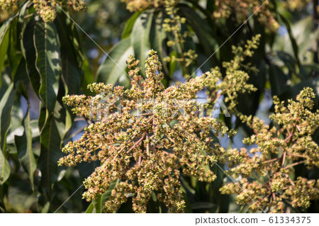 Mango tree blossoms of Mango flower. 61334375