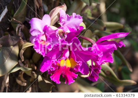 Fresh Pink orchid flower 61334379