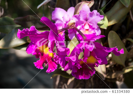 Fresh Pink orchid flower Fresh Pink orchid flower 61334380