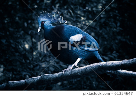 Victorian crested pigeons on branches at night Victorian crested pigeons on branches at night 61334647