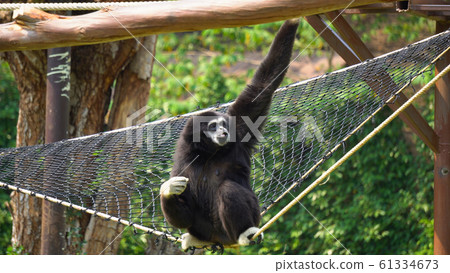 Spider Monkey Adult Lone Playing Play Hanging Spider Monkey Adult Lone Playing Play Hanging 61334673