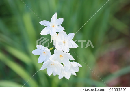 水仙花花Garyl 61335201