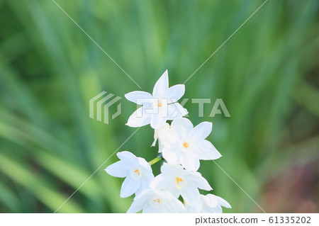 水仙花花Garyl 61335202