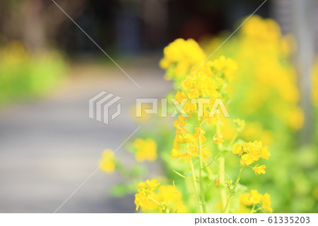 強姦開花 61335203