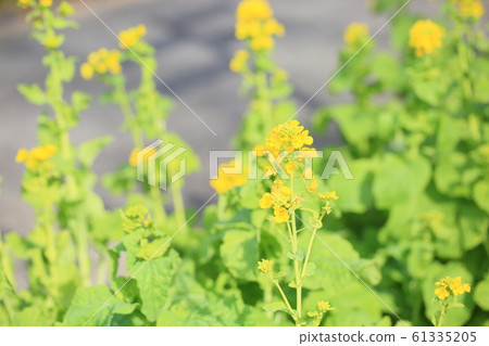 Rape blossoms 61335205