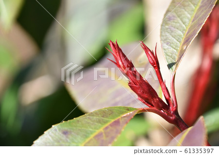 kanamemochi的年輕芽 61335397