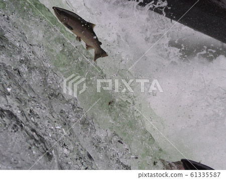 Upstream of Sakura Mass Upstream of Sakura Mass 61335587