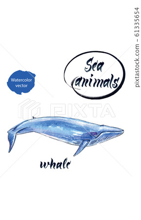Watercolor sketch blue whale. hand drawn illustration 61335654