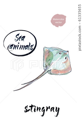 Stingray swimming, watercolor hand drawn illustration 61335655