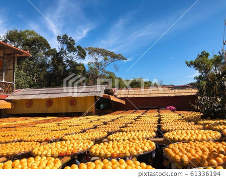 Autumn persimmon farm sun dried persimmon taiwan travel 61336194