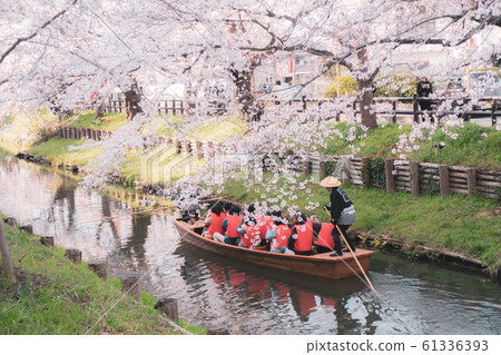 新岸溪櫻花節 新岸溪櫻花節 61336393
