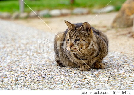 Cat Cat 61336402