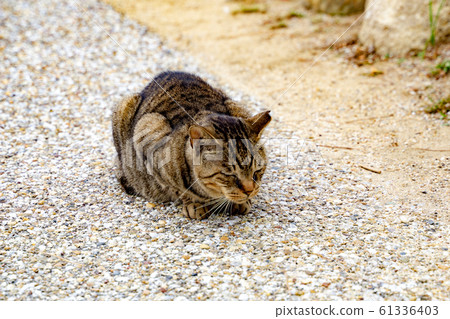 Cat  61336403