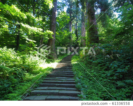 Tree-lined stairs 61336558