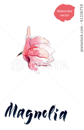 Wildflower magnolia flower in a watercolor style, aquarelle wild flower for background, texture, wrapper pattern, frame or border 61336759
