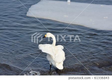 Tundra Swans and Ice Photo Material March [Location: Teshio Town, Hokkaido] 61336843