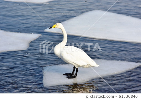Swan Surfer on Ice Whooper Swan Photo Material March [Location: Teshio Town, Hokkaido] 61336846