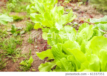 Agricultural field with green leaf lettuce salad 61337351