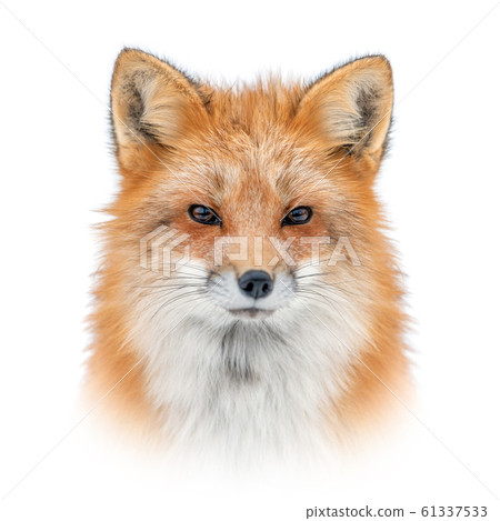 Red fox on white background Red fox on white background 61337533