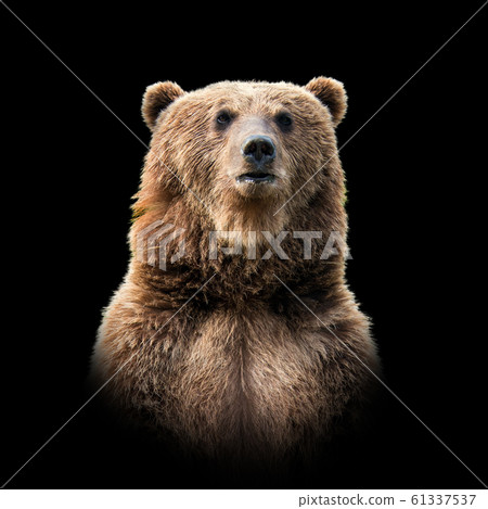 Bear on dark background Bear on dark background 61337537