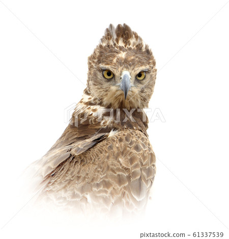 Tawny eagle on white background Tawny eagle on white background 61337539