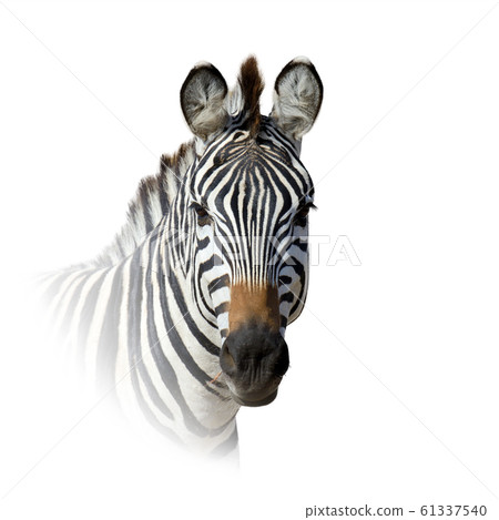 ANIMAL on white background 61337540