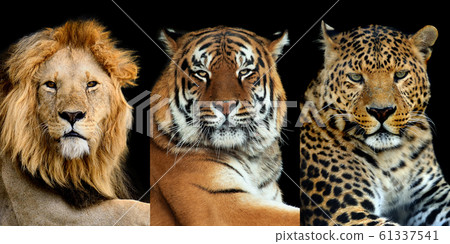 Three big wild cats (leopard, tiger, lion) Three big wild cats (leopard, tiger, lion) 61337541