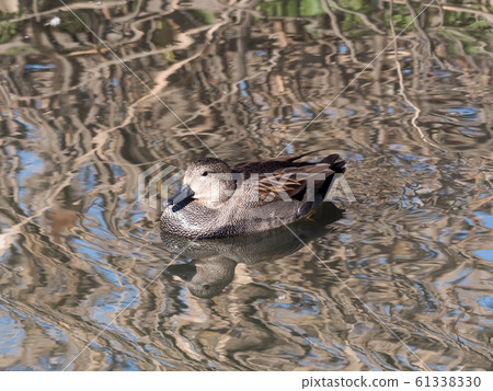 Gadwall Gadwall 61338330