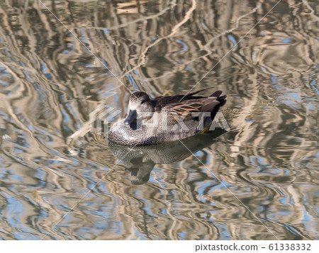 Gadwall Gadwall 61338332