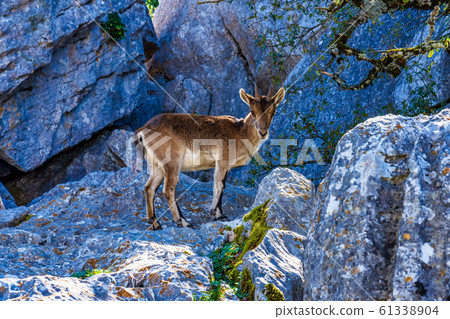 Spanish Ibex, Capra pyrenaica in Torcal de Antequera National Park, Spain 61338904