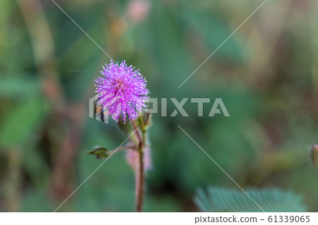 Closeup to Sensitive Plant Flower, Mimosa Pudica 61339065