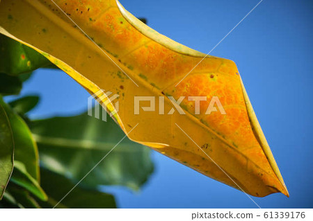 The Yellow leaves with blue sky background. Image The Yellow leaves with blue sky background. Image 61339176