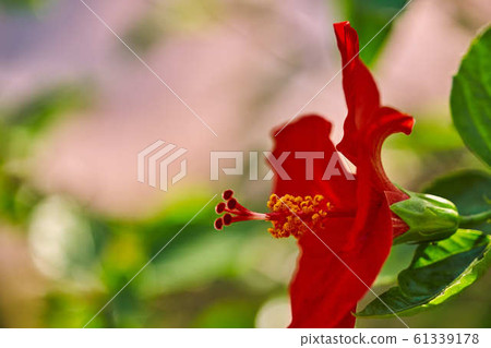Red Hibiscus flower China rose,Chinese Red Hibiscus flower China rose,Chinese 61339178