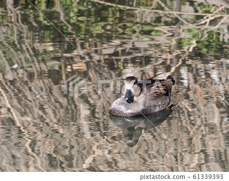 Gadwall Gadwall 61339393